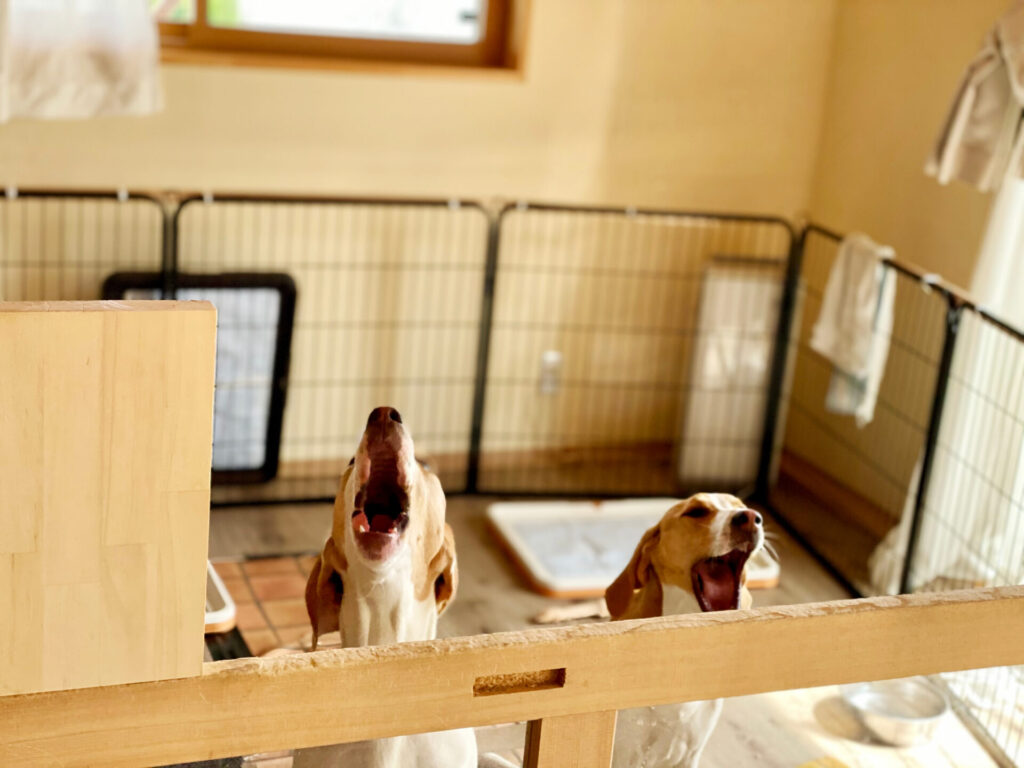 犬の吠え癖に悩む飼い主必見！理由から解決法まで、しつけ法を徹底解説