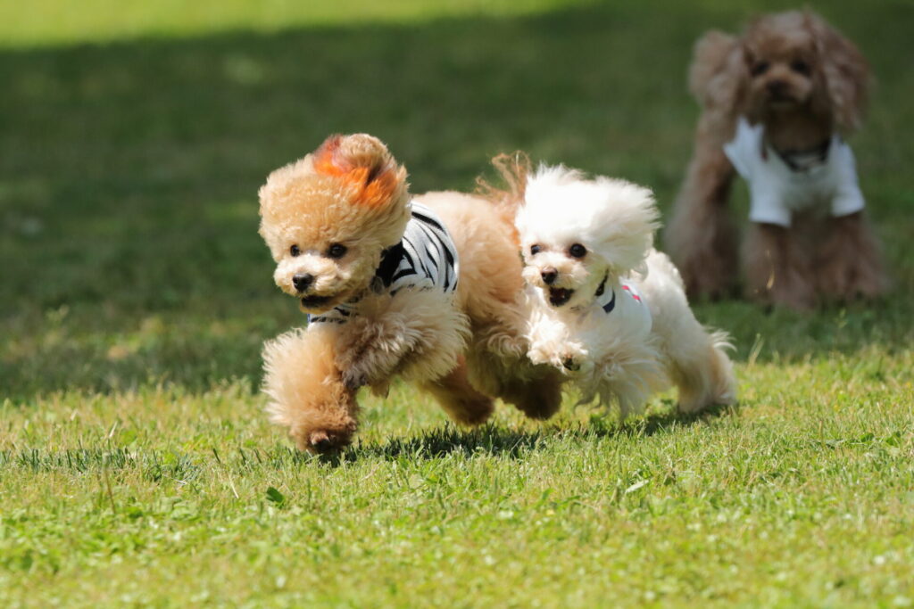 初めてのドッグラン！愛犬と快適な一日を過ごすためのマナーと準備