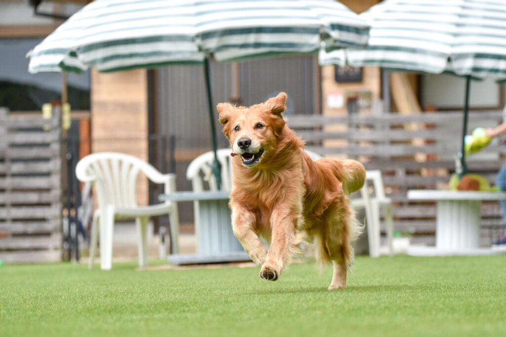 大型犬火葬の流れと注意点！ペット霊園と納骨方法も解説