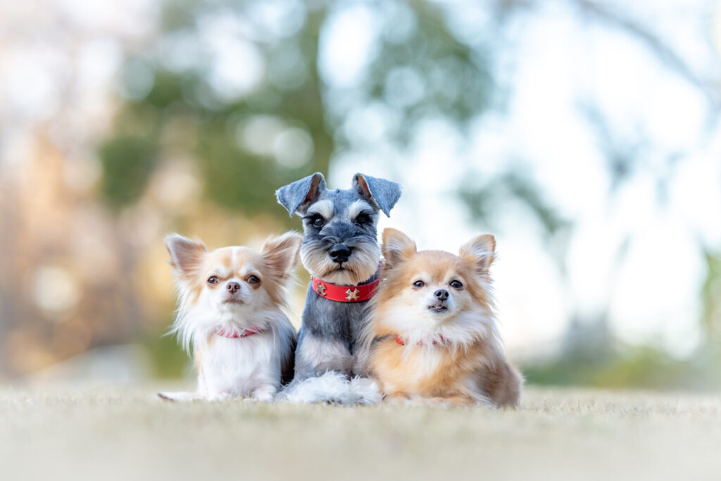 しつけ必須！小型犬との幸せな共生を目指すための完全ガイド