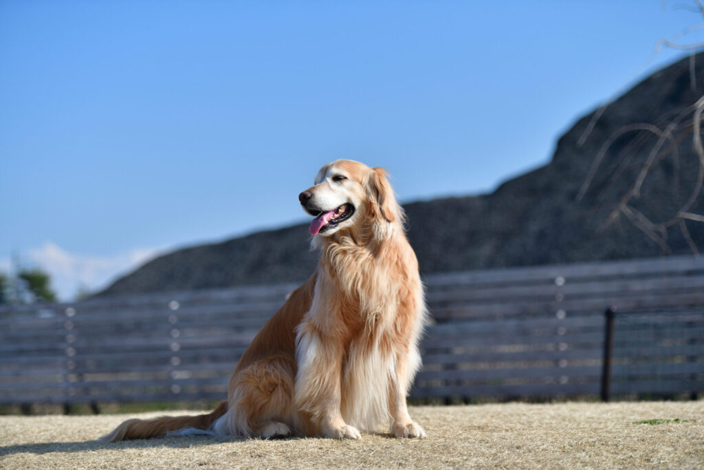 大型犬の葬儀を行う際の心の準備と必要な手続きについて解説