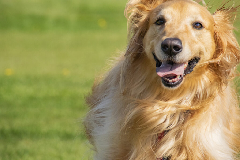 大型犬のペット火葬！手順から業者の選び方、注意点など全てを解説